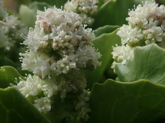 Valeriana macrorhiza