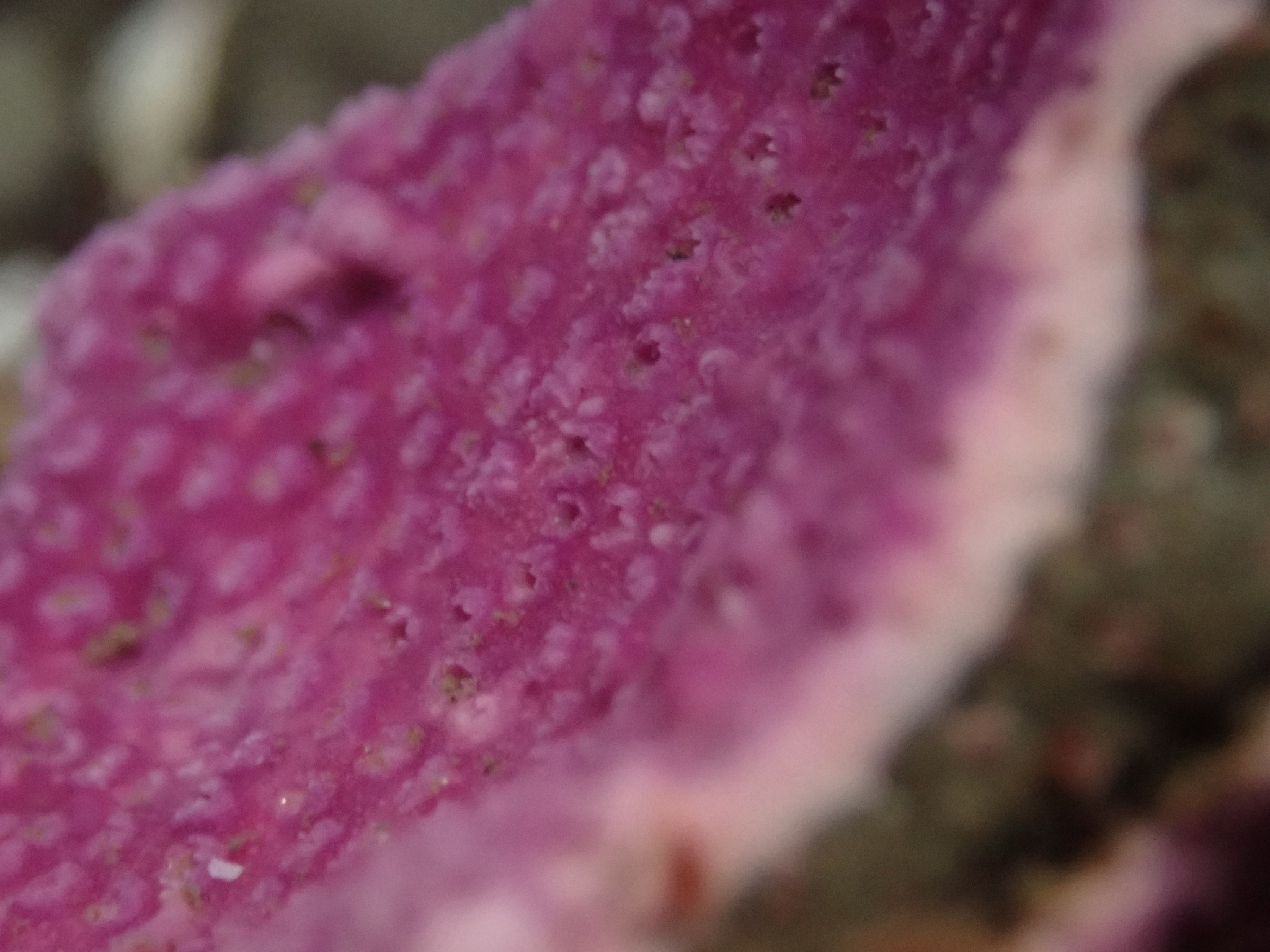 Stylantheca papillosa (Dall, 1884)