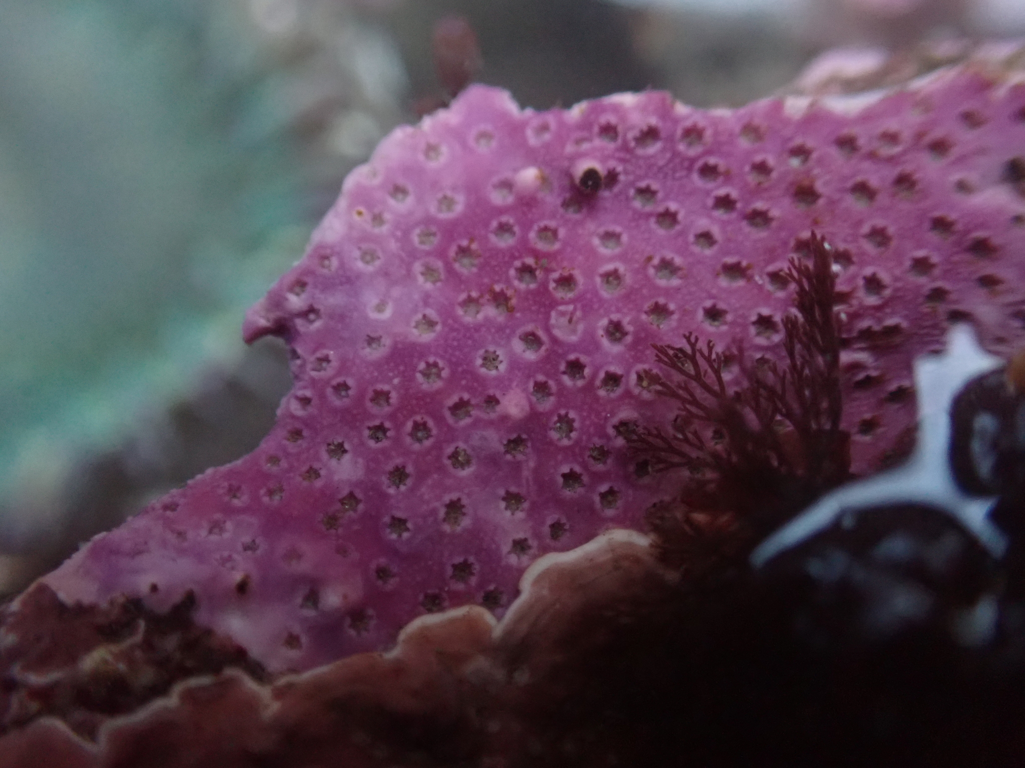 Stylantheca papillosa (Dall, 1884)
