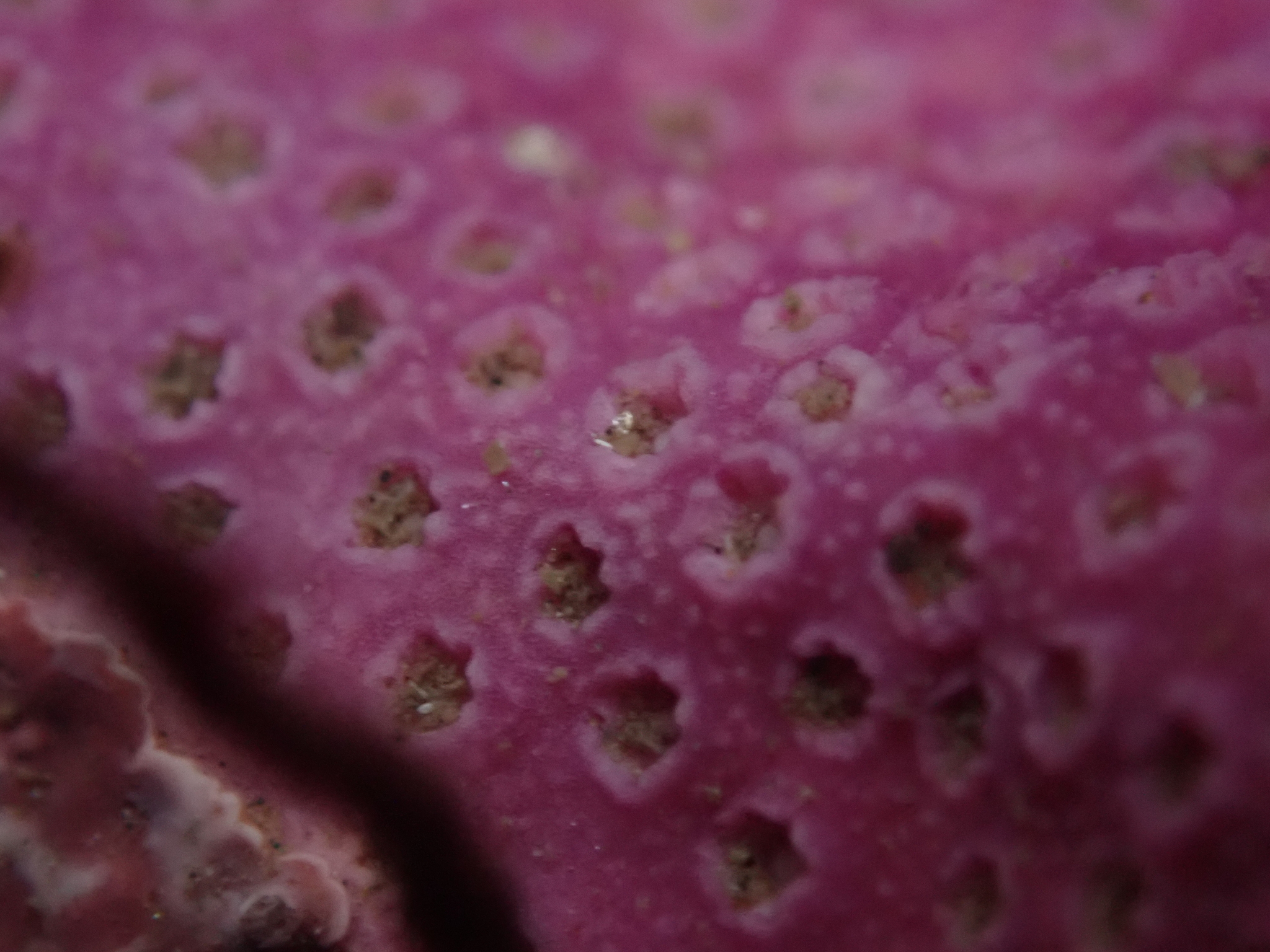 Stylantheca papillosa (Dall, 1884)