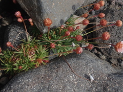 Armeria curvifolia