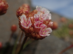 Armeria curvifolia