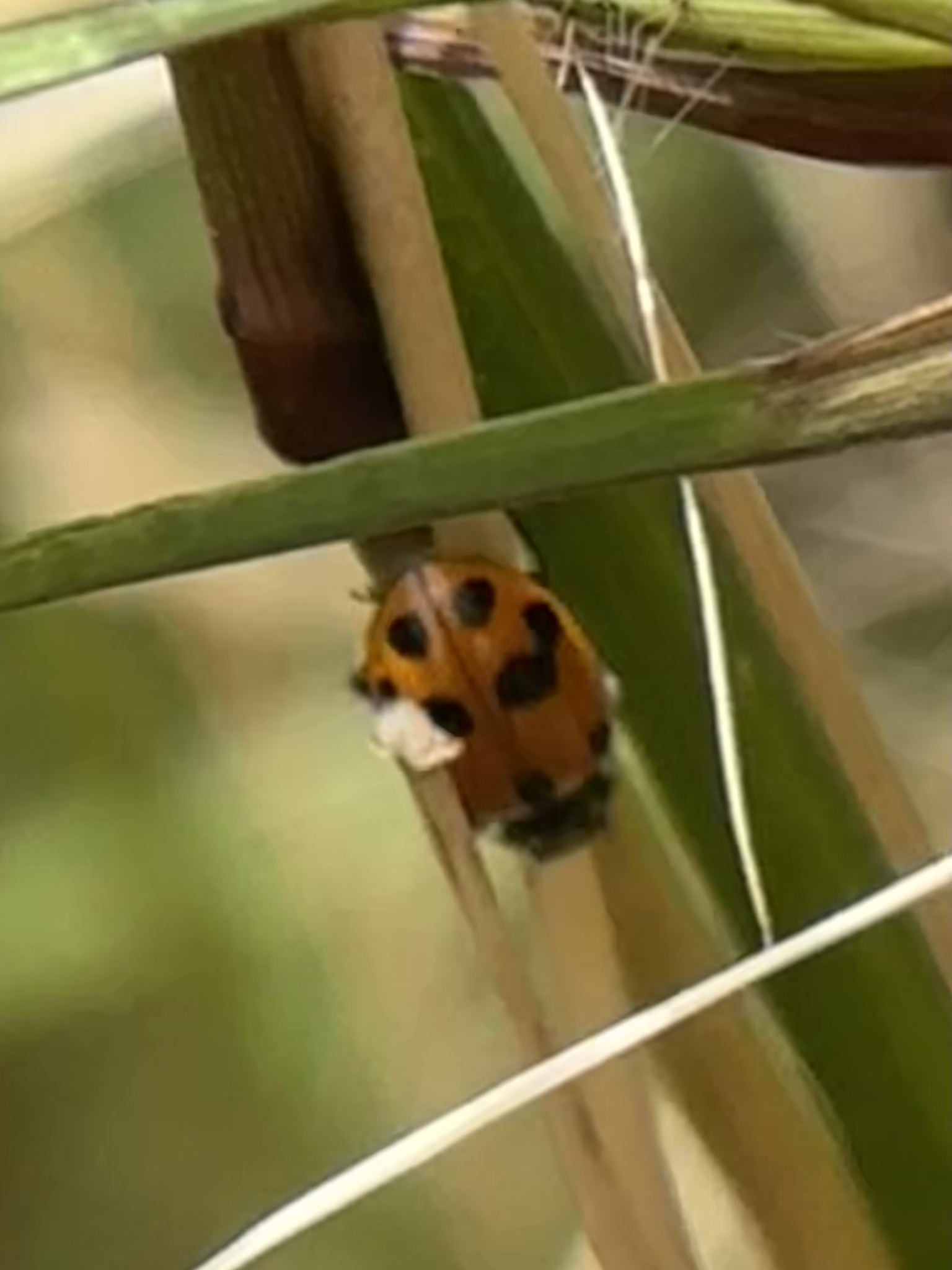 Hippodamia variegata