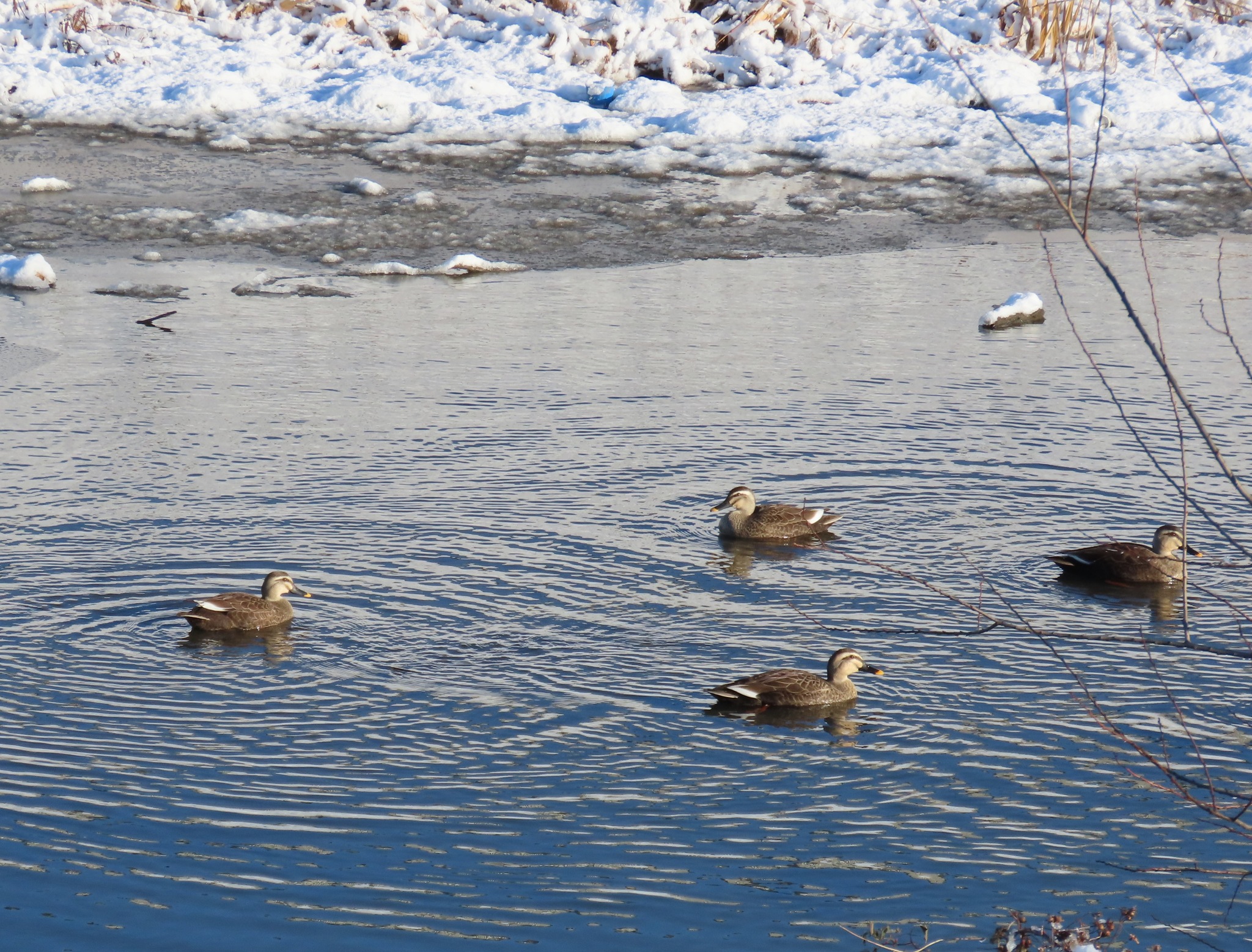 Eastern Spot-billed Duck (Anas zonorhyncha), photo 7