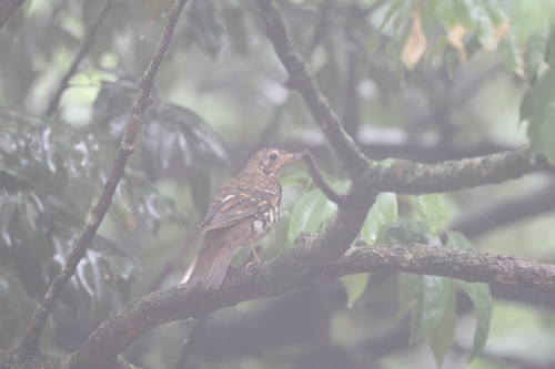 Russet-tailed Thrush (Zoothera heinei)