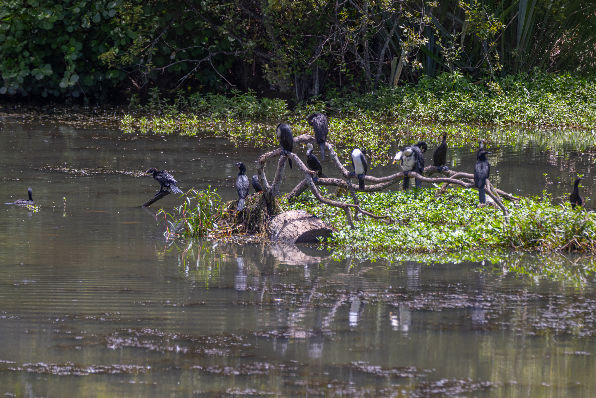 Little Pied Cormorant (Microcarbo melanoleucos), photo 2
