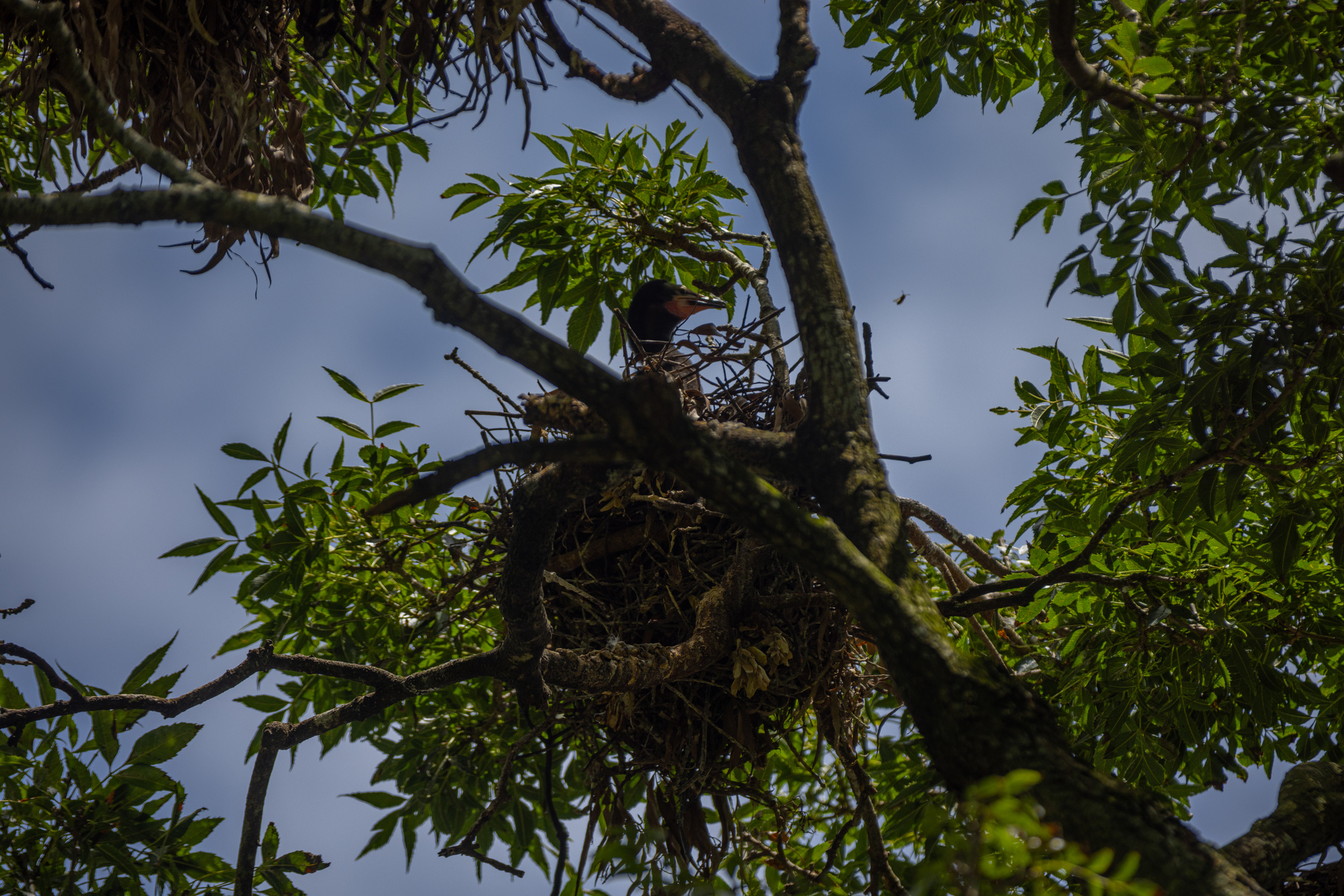 Little Pied Cormorant (Microcarbo melanoleucos), photo 3