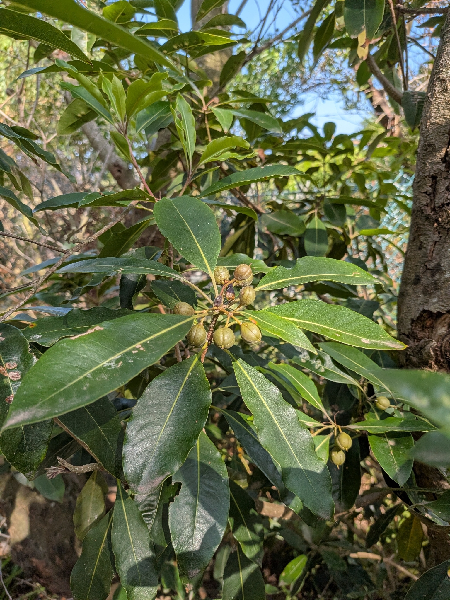 Pitosporo