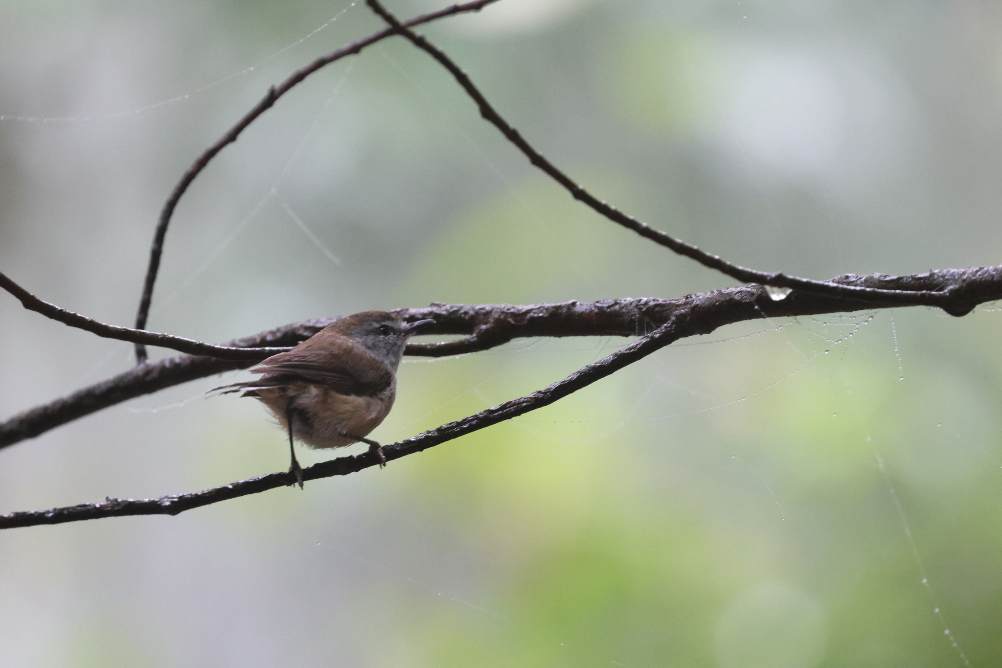 Brown Gerygone (Gerygone mouki), photo 2