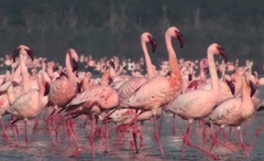 Lesser Flamingo photo 4