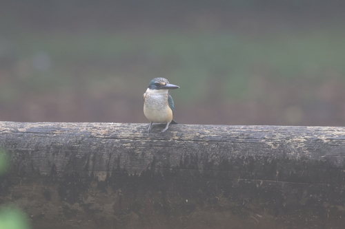 Sacred Kingfisher (Todiramphus sanctus), photo 8