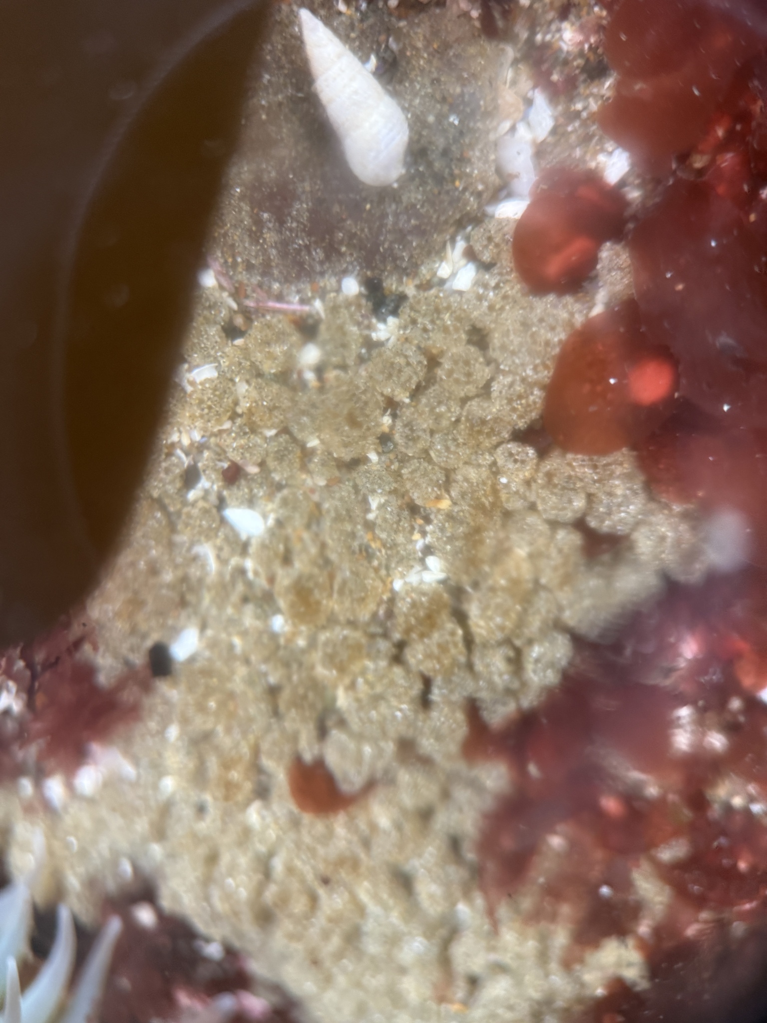 Euherdmania claviformis (Ritter, 1903)