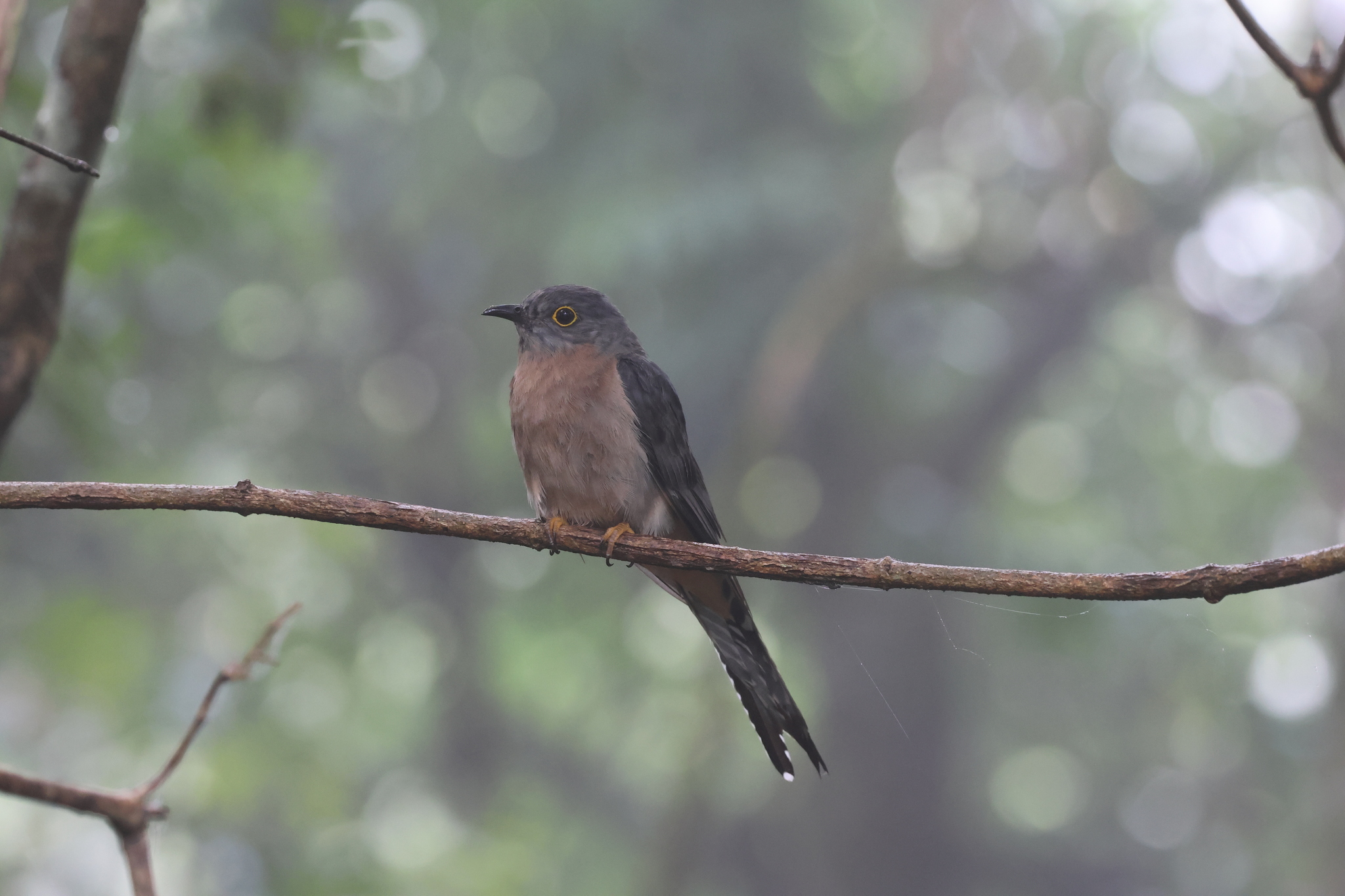 Fan-tailed Cuckoo (Cacomantis flabelliformis), photo 1