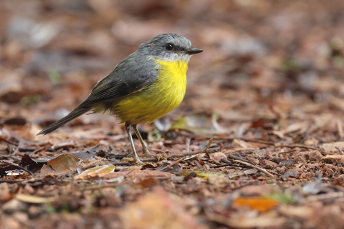 Eastern Yellow Robin (Eopsaltria australis), photo 2