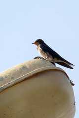 Hirundo angolensis
