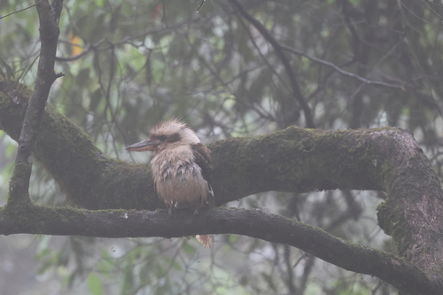 Laughing Kookaburra (Dacelo novaeguineae), photo 5