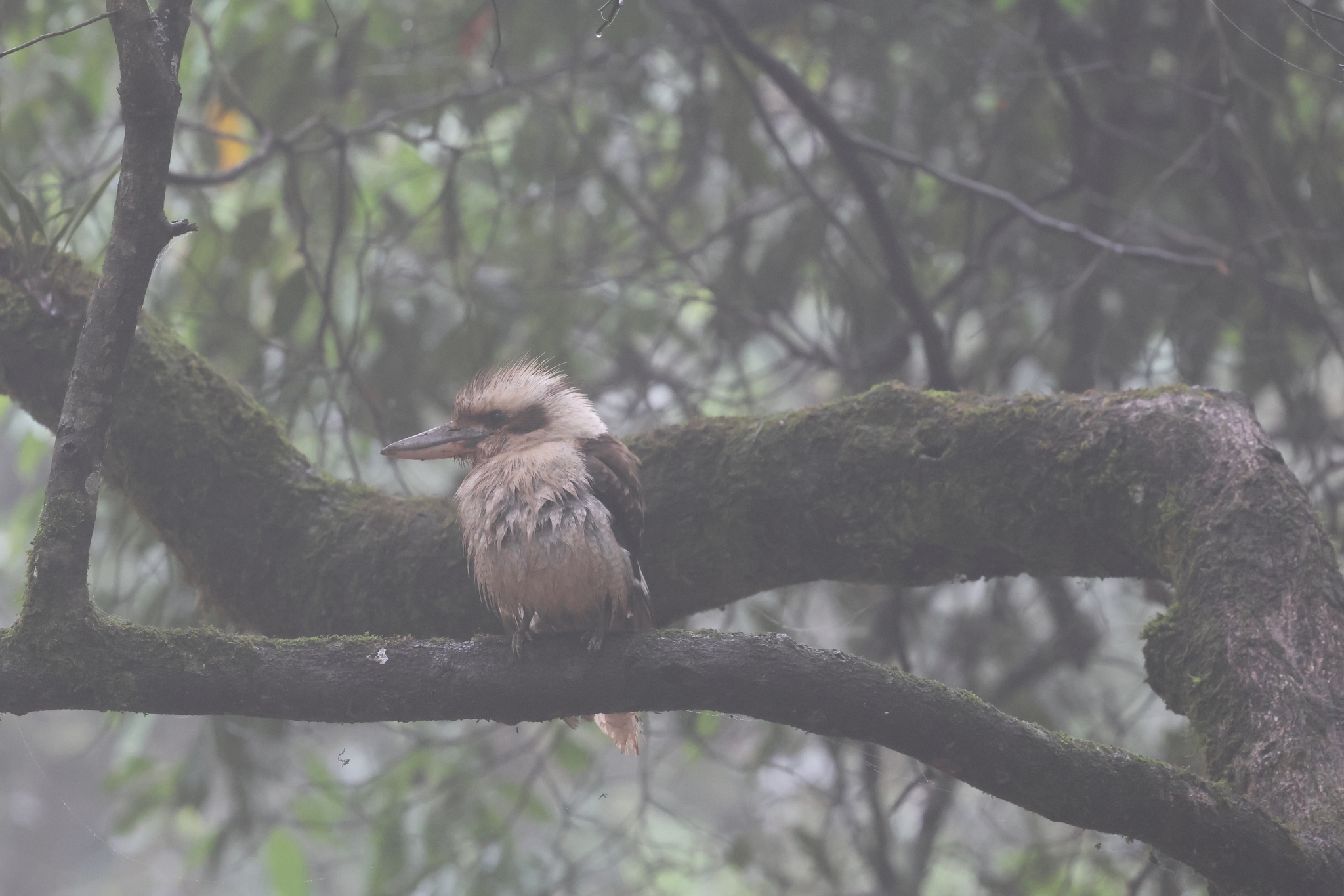 Laughing Kookaburra (Dacelo novaeguineae), photo 10