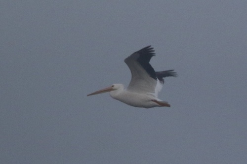 American White Pelican (Pelecanus erythrorhynchos), photo 4