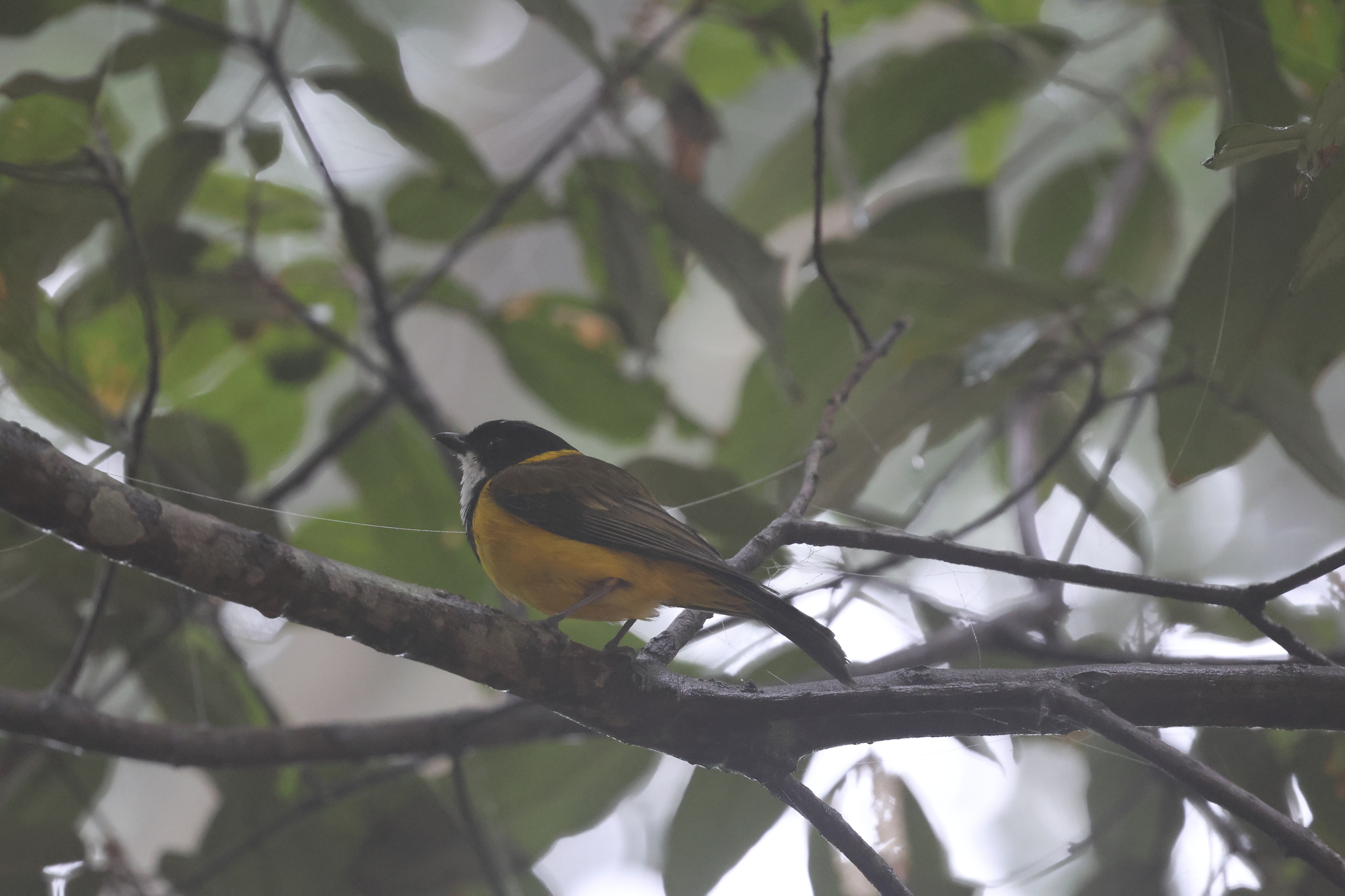 Australian Golden Whistler (Pachycephala pectoralis), photo 1