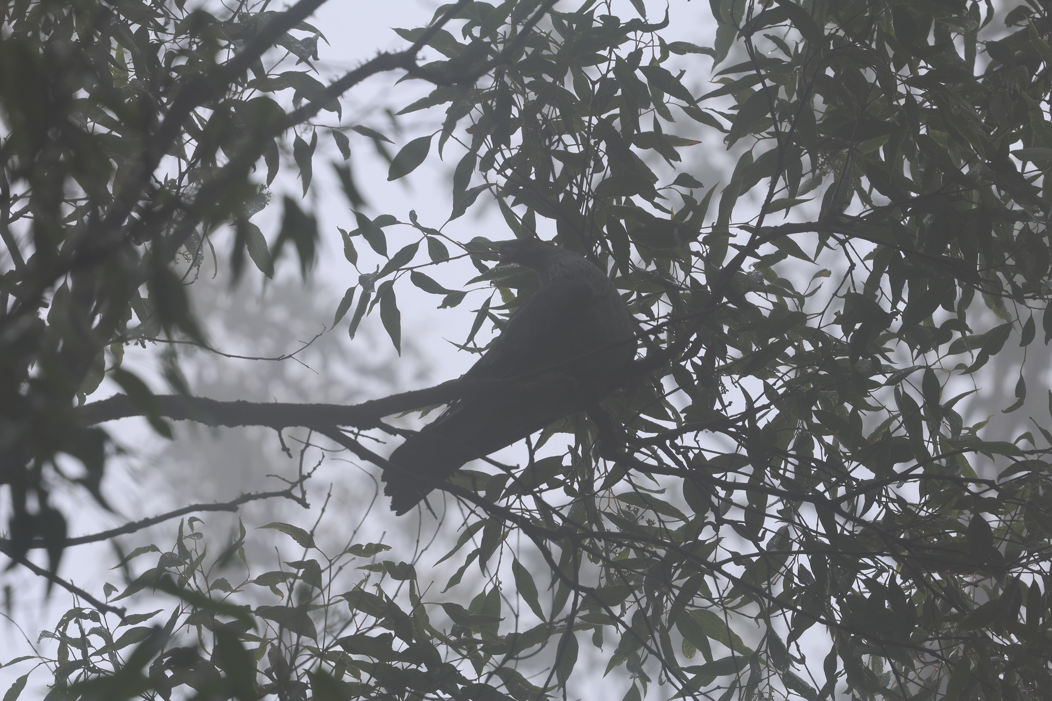 Topknot Pigeon (Lopholaimus antarcticus), photo 2