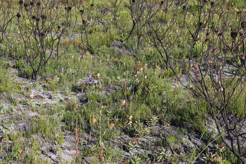 Watsonia coccinea, photograph 3
