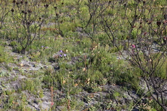 Watsonia coccinea, photograph (c) Tony Rebelo, some rights reserved (CC BY-SA)
