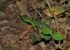 Enyalius iheringii