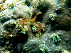 Achaeus japonicus