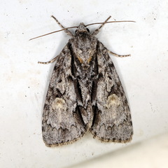 Acronicta strigosa
