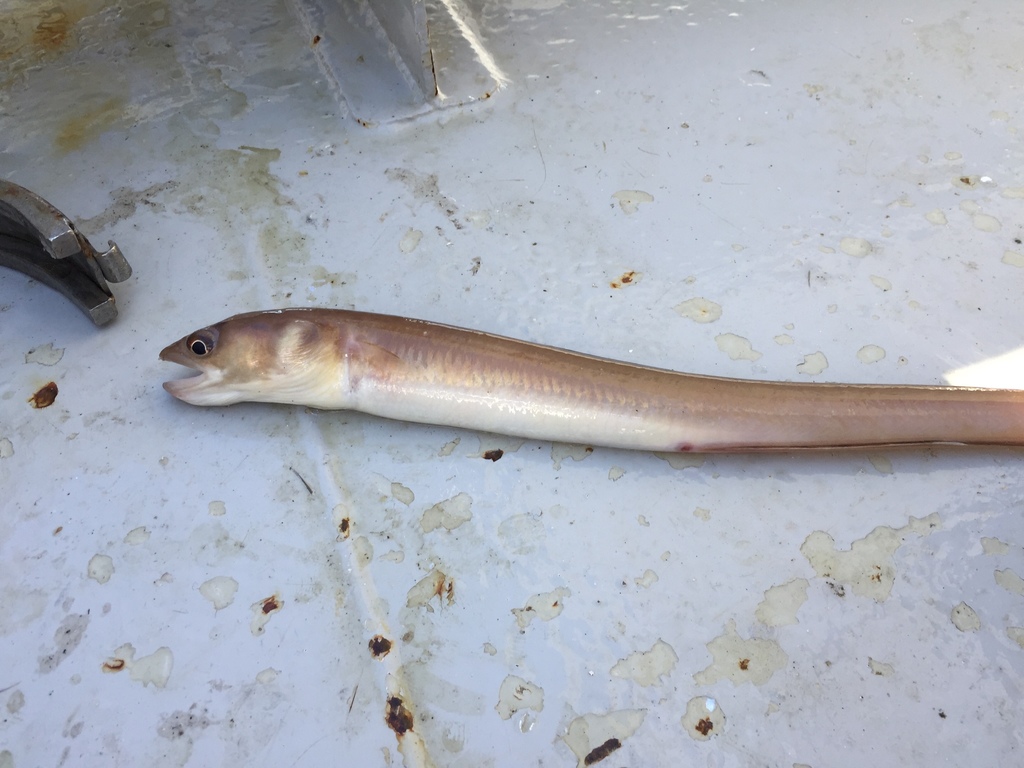 Ringeye Conger