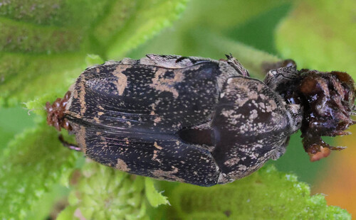 Protaetia fusca
