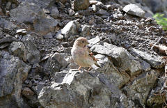 Bucanetes mongolicus