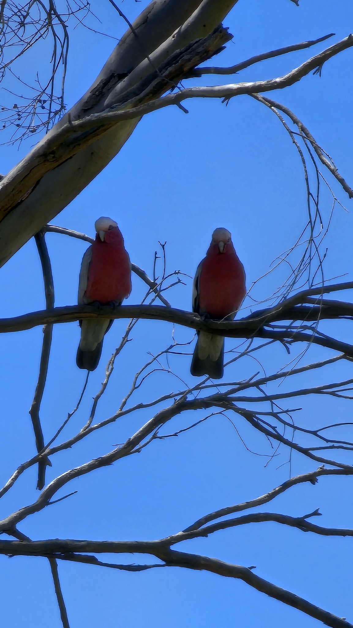 Galah (Eolophus roseicapilla), photo 2