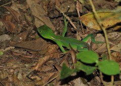 Enyalius iheringii