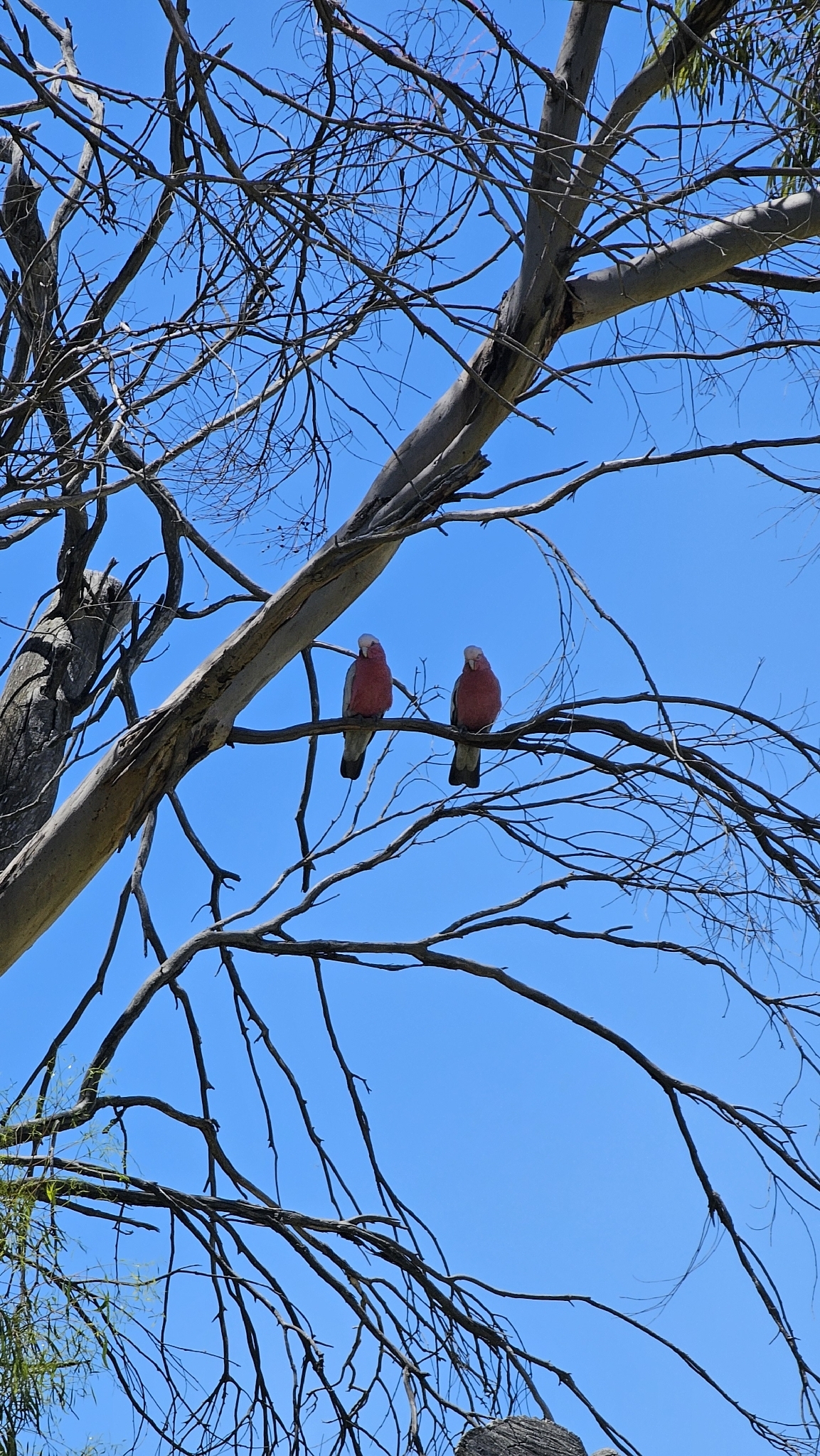 Galah (Eolophus roseicapilla), photo 3