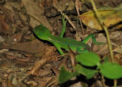 Enyalius iheringii