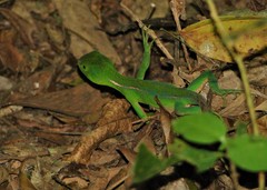 Enyalius iheringii