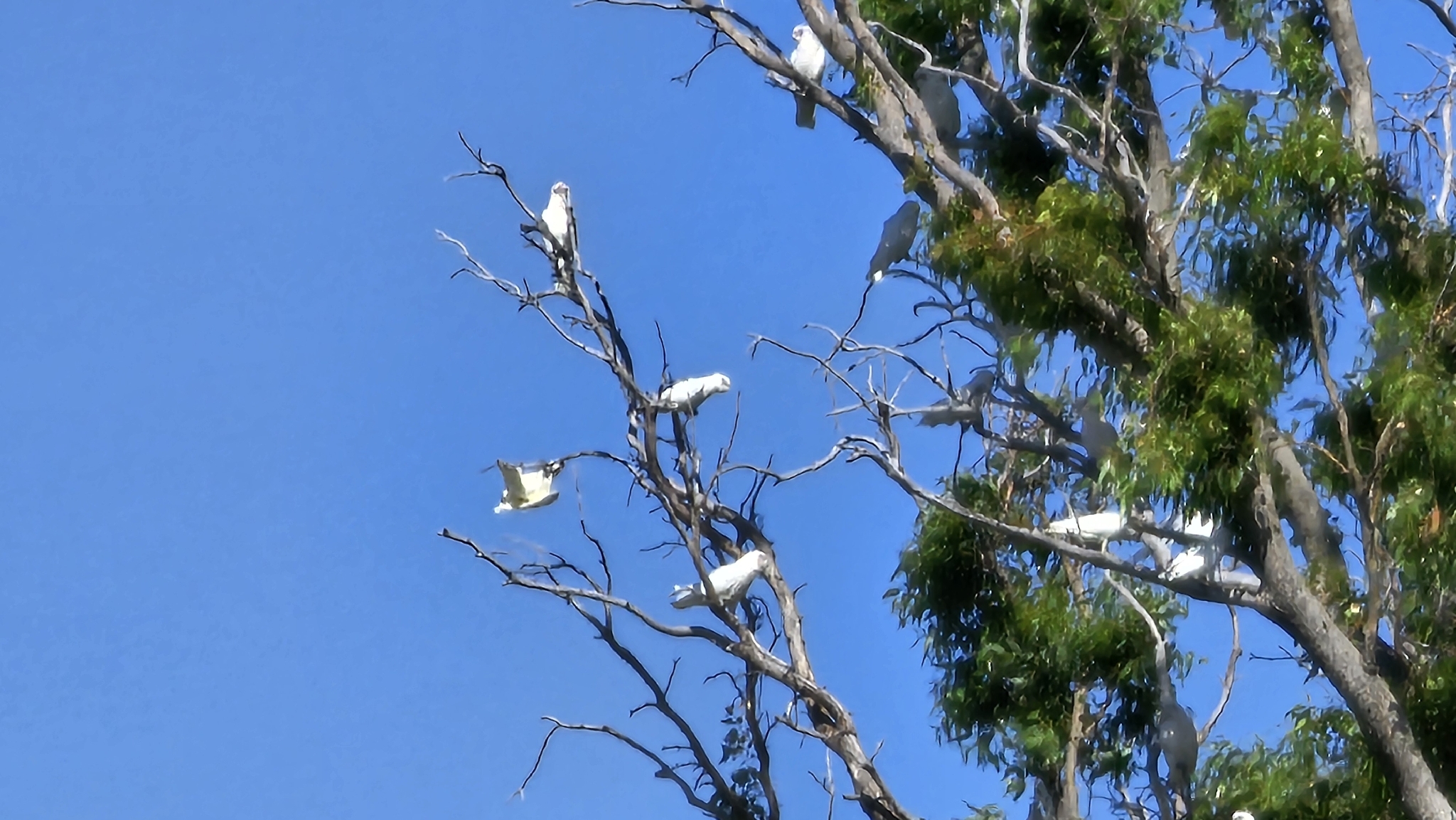 Little Corella (Cacatua sanguinea), photo 1