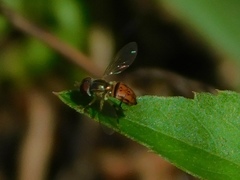 Toxomerus boscii