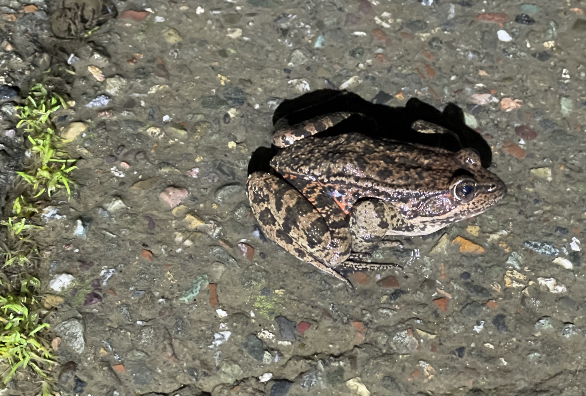 Rana zhijinensis