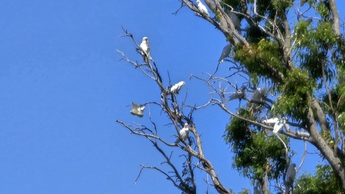 Little Corella (Cacatua sanguinea), photo 2