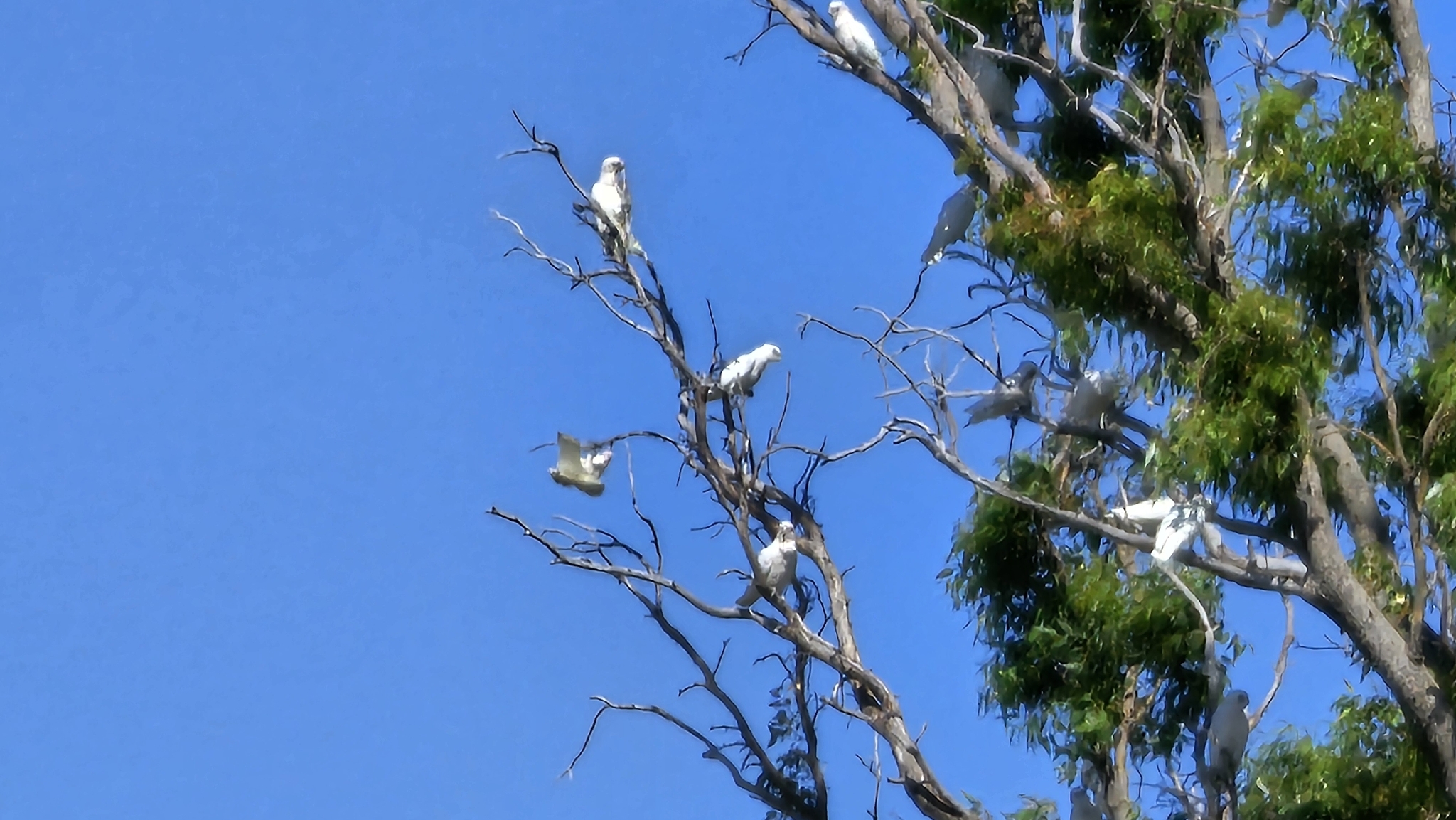 Little Corella (Cacatua sanguinea), photo 2
