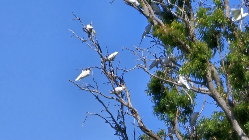 Little Corella (Cacatua sanguinea), photo 5