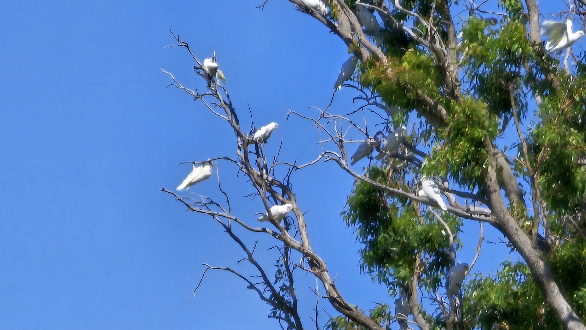 Little Corella (Cacatua sanguinea), photo 3