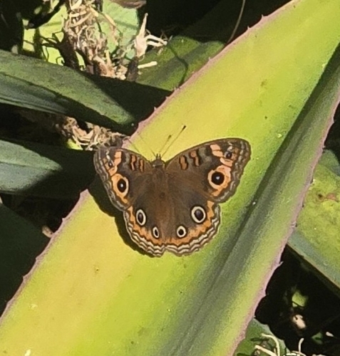 West Indian Mangrove Buckeye