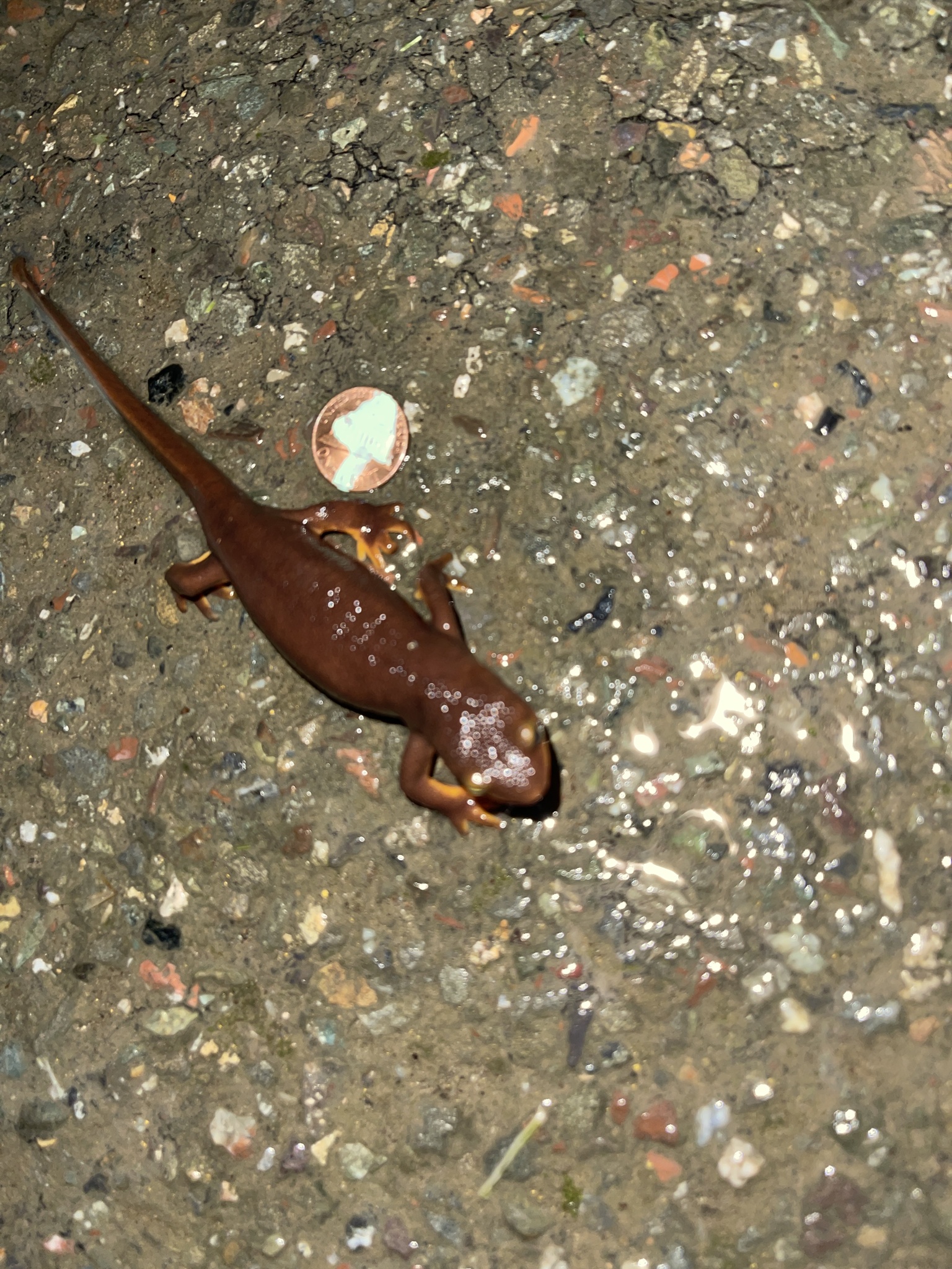 Taricha torosa (Rathke, 1833)