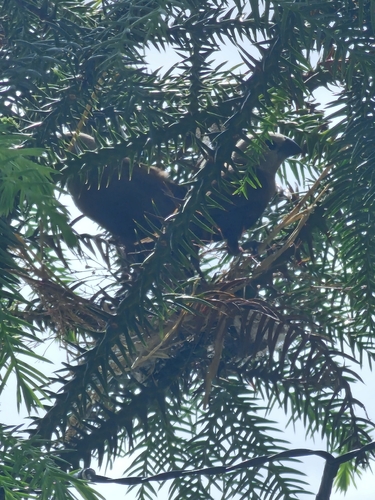 Lonchura caniceps observed 2026-01-03