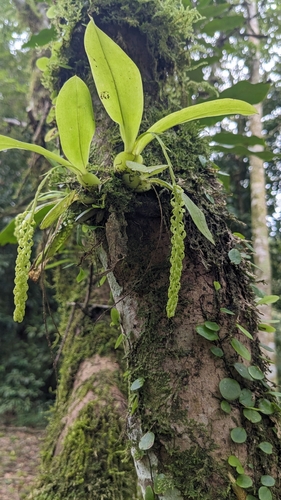 Elliptic Widelip Orchid (Liparis elliptica)