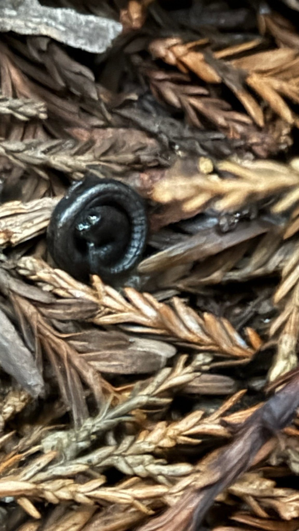 Batrachoseps attenuatus (Eschscholtz, 1833)
