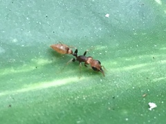 Pseudomyrmex boopis